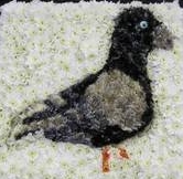 Pigeon 01