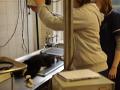 http   www touchlocal com business list bid 112171 Located in Catford  Allpets Catford Veterinary Surgery consists of a friendly  care taking staff that makes sure at any time that your pet is in the best hands imaginable  For further information  pl