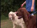 We want you to feel safe, secure & confident that your Dog or Cat will be well cared for. Find out more at http://www.scoot.co.uk/CCYX360