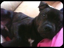 Bailey