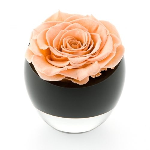 Infinite Roses - Roses that last for a year and longer