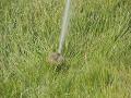 http   www touchlocal com business list bid 7026974 Greener Ways Irrigation are Irrigation specialists  We provide Custom Designed  Installed and Maintained irrigation systems for both domestic and commercial solutions