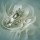 Rose Rings Logo 3