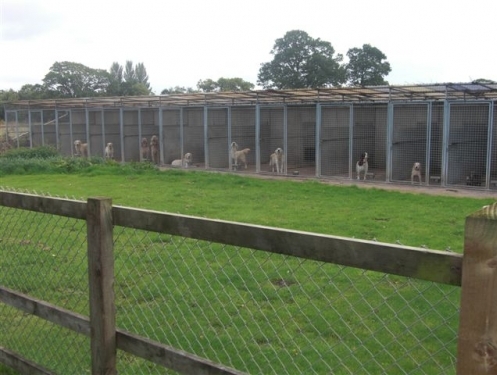 Some of our covered outside runs.