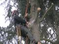 http   www touchlocal com business list bid 6900280 All aspects of tree and hedge work carried out  24 hour call out  tree felling  pruning  reducing and dead wooding  hedge trimming  call for free no obligation quote   over 7 years of experience
