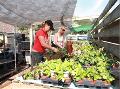 http   www touchlocal com business list bid 7238338 Chelsea Direct   The Hanging Basket Specialists was formed to meet the specific needs of the licensed trade   brewery groups in the UK