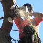 A Cut Above Tree Services