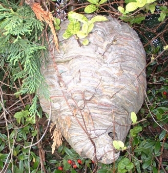 Wasps Nest In Bush 1