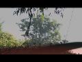 We are a fully trained, experienced and insured tree company who have provided London's trees with professional maintenance for over 10 years find mor eout at http://www.touchlocal.com/7243562