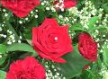 Simply Flowers by Clare was established in 1996 and is run by Clare, working closely with her sister Joanne they are both fully qualified florists. With the extensive experience Clare has gained over 19 years creating flowers for any occassion she kn