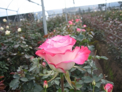 Ecuador - Roses growing in the middle of the world, high up in the Andean Mountains
