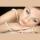 The Midlands Award Winning Premier Bridal Store