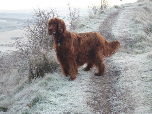 Frosty Morning On Battlesbury