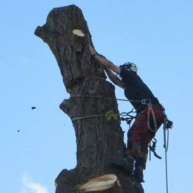 Tree felling Coventry