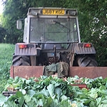 Cabbage Plant Sales UK