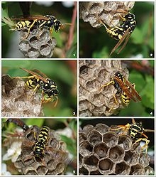220px Wasp Colony 1