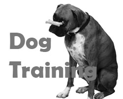 Dog and Puppy Training