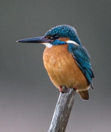 Kingfisher at Arundel Wetland Centre - spot these regular visitors from the Wetland Discovery Boat Safari