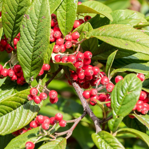 Cotoneaster Cornubia