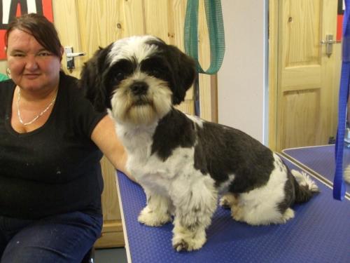 The Groomers In Liverpool Dog Clipping And Grooming