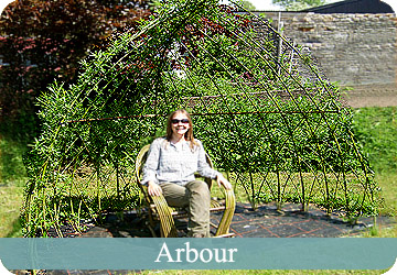 Living Willow Arbour