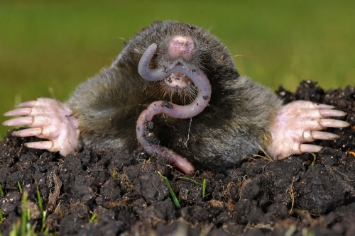 Mole Control Dorset and Hampshire