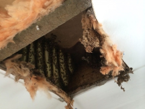 Honeybee and Comb Removal from Roofs & Ceilings