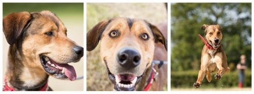 Merlin Animal Rescue Animal Welfare And Care Organisations In St Asaph