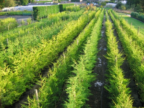 05 Conifers At Evergreenhedging Somerset