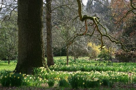 Batsford Arboretum in January