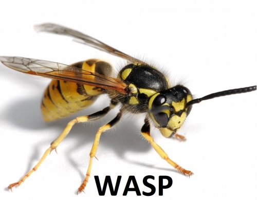 Wasp Nest Treatment