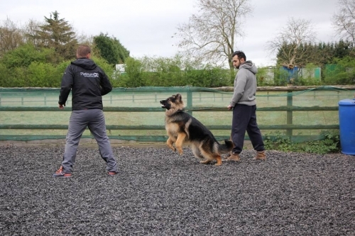K9 Trained Dogs For Sale