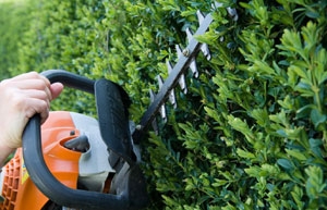 hedge trimming with stihl trimmers. always use stihl for reliability!!!