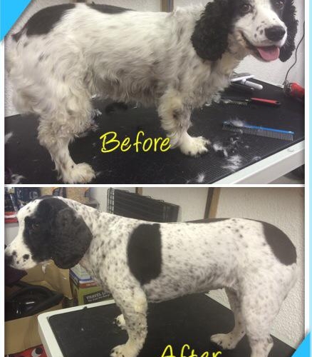 Millie the lovely Cocker Spaniel before and after...