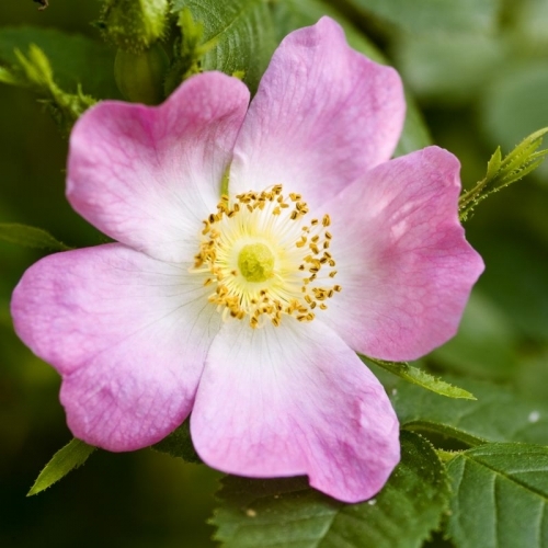 Dog Rose - Rosa canina