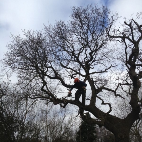 Crown Reduction Oak