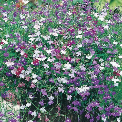 Mr. Fothergill's Lobelia Seeds