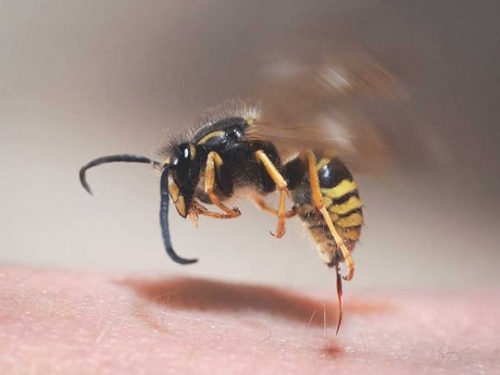 Swansea Wasps Nests