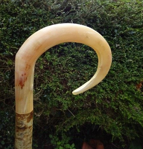 Rams Horn Walking Stick