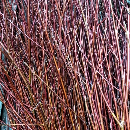 Red Willow